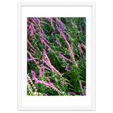 Lavender Flowers thumbnail