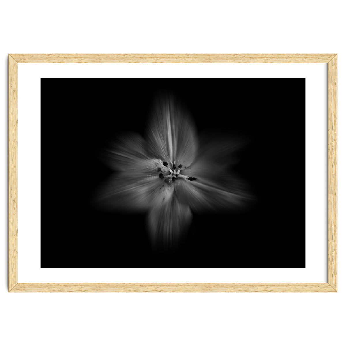 Backyard Flowers In Black And White No 28 Flow Version