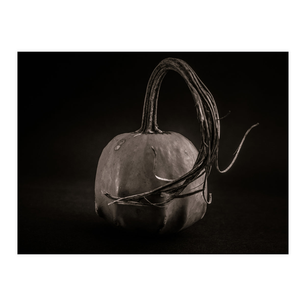 Gourds No 14 (Print Only)