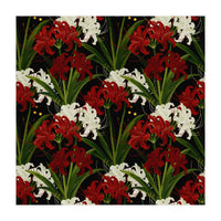 Red and White Spider Lily Flower Print Elegant Botanical Japanese Inspired Floral Artwork (Print Only)