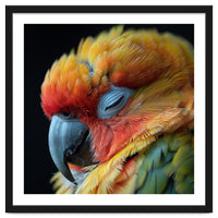 Close Up Of A Sleeping Sun Conure Parrot