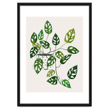Monstera Obliqua Plant thumbnail
