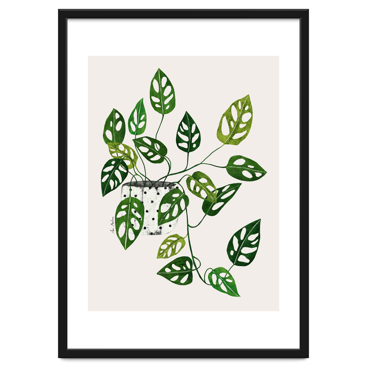 Monstera Obliqua Plant