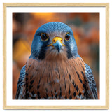 Close Up Of A Kestrel Bird Of Prey Portrait thumbnail