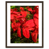 Red Quisqualls Plant Flowers thumbnail