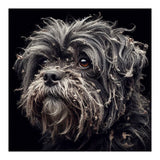 Old Dog 02 (Print Only) thumbnail
