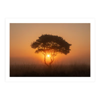 Tree at sunrise (Print Only)