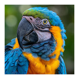 Close Up Blue And Yellow Macaw Parrot Face (Print Only) thumbnail