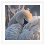 Close Up Of A Swan Covered In Frost And Dew thumbnail