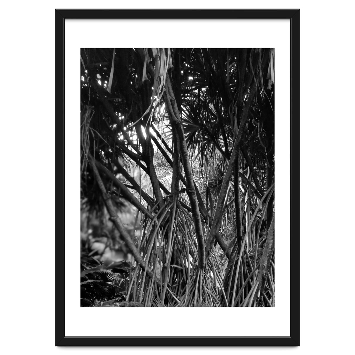 Black Tectorius Plant Art