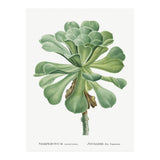 Pierre-Joseph Redouté – Sempervivum Canariense (1799) (Print Only) thumbnail