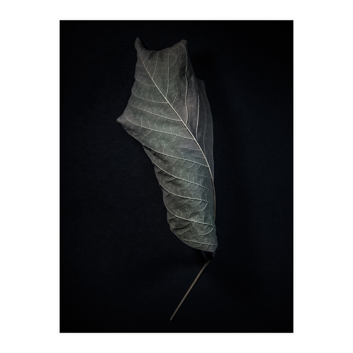 Leaves No 3 Color Version (Print Only)