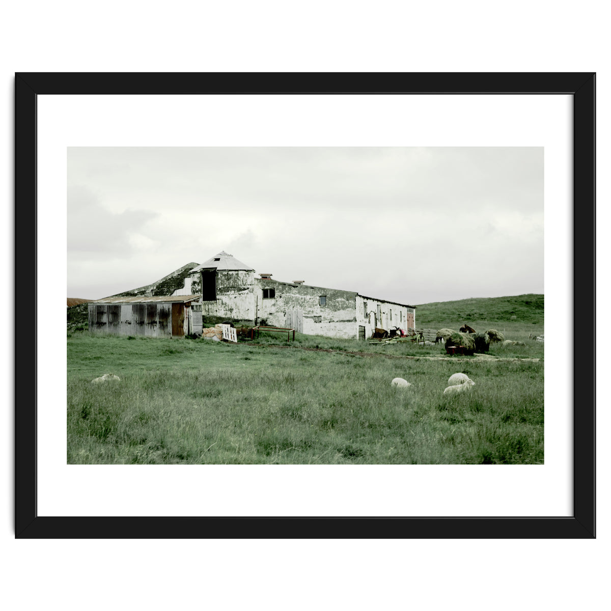 Sheep with a farmhouse - Iceland