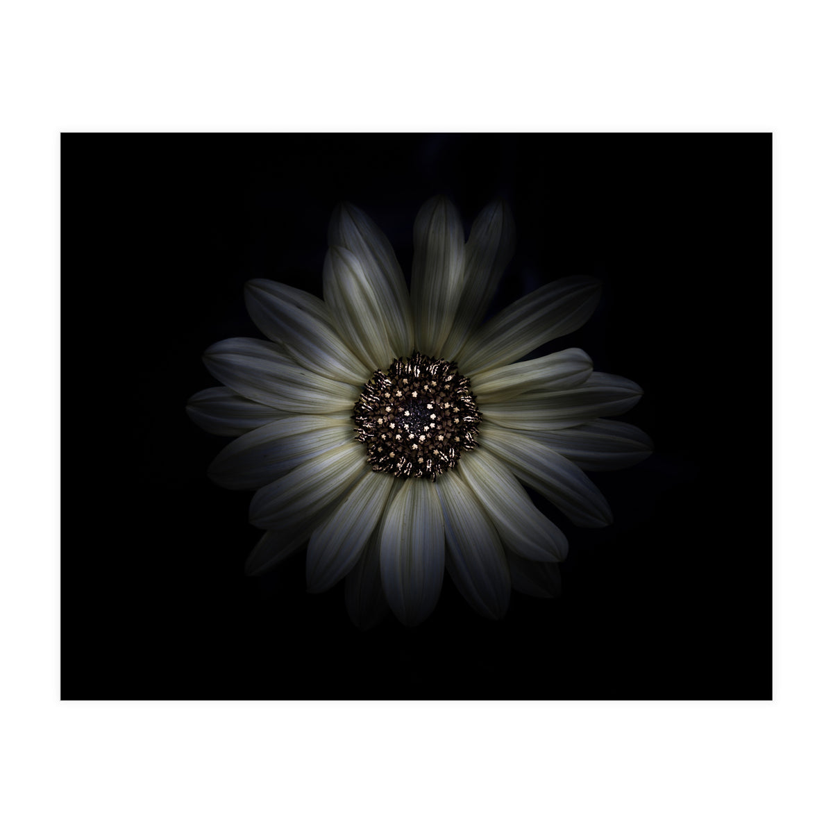 Backyard Flowers No 27 Color Version (Print Only)