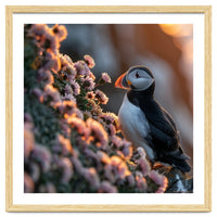 Puffin Bird On Rocks Near Pink Flowers At Sunset