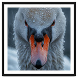 Close Up Of A Swan's Face With Water Droplets thumbnail