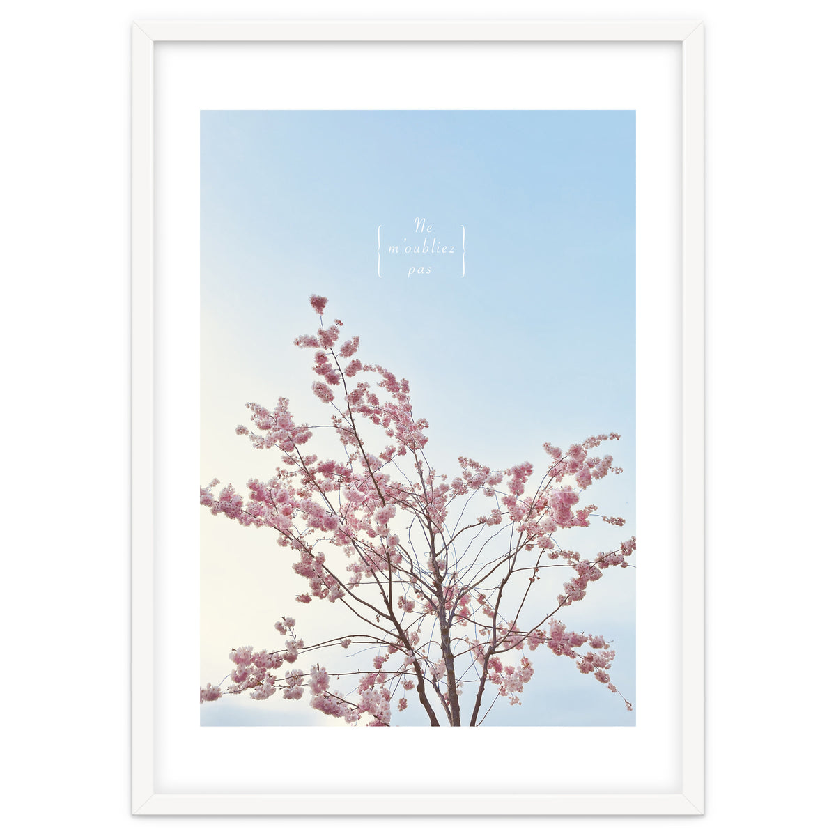 Sakura - cherry blossom