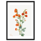 Mary Vaux Walcott – Scarlet Globe Mallow (Sphaeralcea grossulariaefolia) (1927) thumbnail