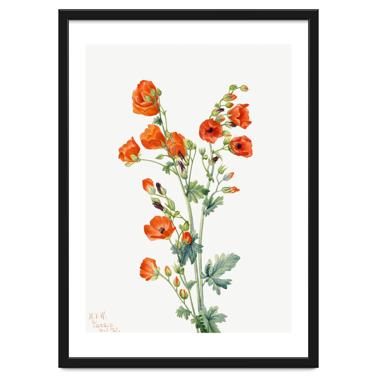Mary Vaux Walcott – Scarlet Globe Mallow (Sphaeralcea grossulariaefolia) (1927)