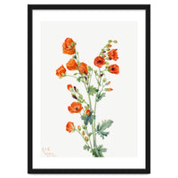 Mary Vaux Walcott – Scarlet Globe Mallow (Sphaeralcea grossulariaefolia) (1927)