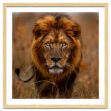 Majestic Lion King Of The Savannah In Dry Grass thumbnail