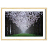 Cherry trees in the fog thumbnail
