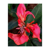 Red Indian Shot Flower (Print Only) thumbnail