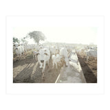 LIVING TOGETHER - WHITE COWS FAMILY (Print Only) thumbnail
