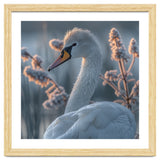 Swan Portrait Dew Drops Morning Light thumbnail