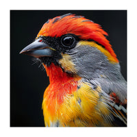 Close Up Of Colorful Bird With Red Orange Yellow Feathers (Print Only)