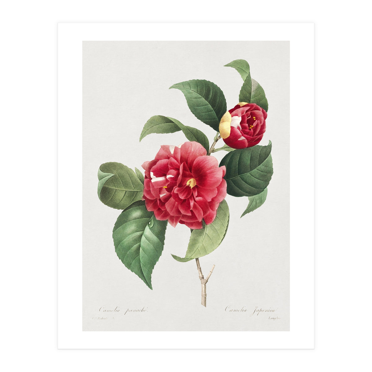 Pierre-Joseph Redouté – Finest Flowers and Fruits (1833) (Print Only)