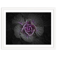 Backyard Flowers No 108 Color Version