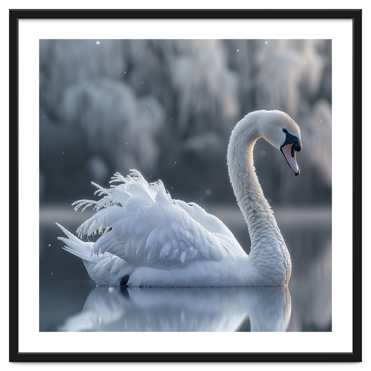 Majestic White Swan Gracefully Floating On Water
