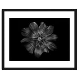 Backyard Flowers In Black And White 22 thumbnail