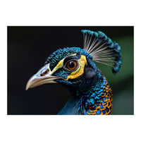 Close-up of a Peacock’s Head (Print Only)