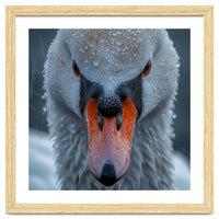 Close Up Of A Swan's Face With Water Droplets