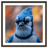 Close Up Blue Jay Bird With Detailed Feathers thumbnail