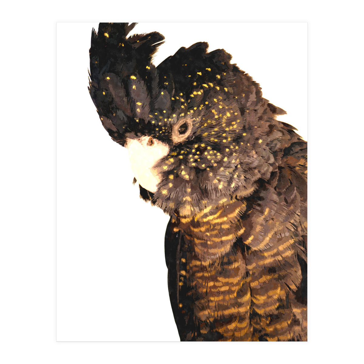 Black Cockatoo  (Print Only)