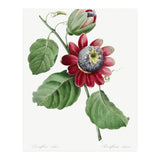 Pierre-Joseph Redouté & Henry Joseph Redouté – Passiflore Ailée (1827) (Print Only) thumbnail