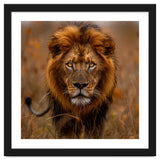 Majestic Lion King Of The Savannah In Dry Grass thumbnail