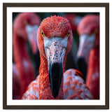 Close Up Of A Flamingo Bird Face, Pink Feathers thumbnail