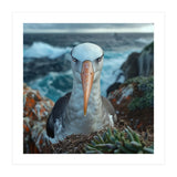 Black Browed Albatross Perched On Nest Near Ocean (Print Only) thumbnail