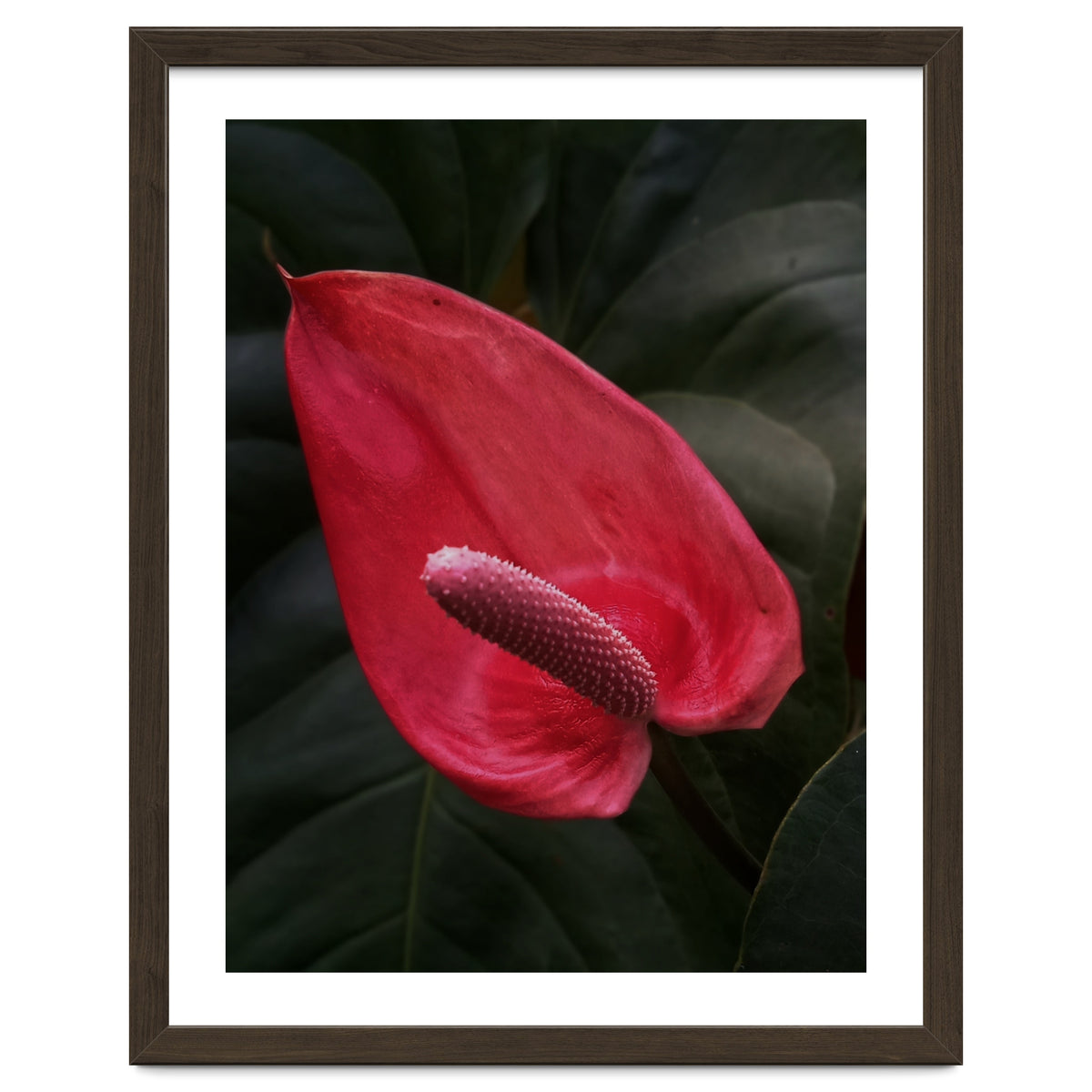 Red Anthurium Flower