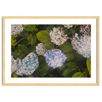 Hydrangeas | Landscape