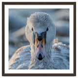 Close Up Of A Swan In Frost Winter Bird Close Up thumbnail