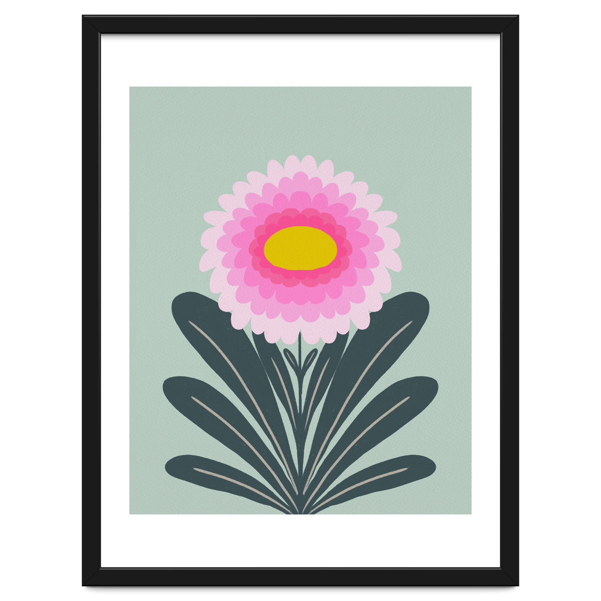 Chrysanthemum - turquoise and pink