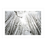 Bare trees in the winter sky (Print Only) thumbnail