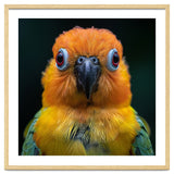 Close Up Sun Conure Parrot Portrait Eyes thumbnail