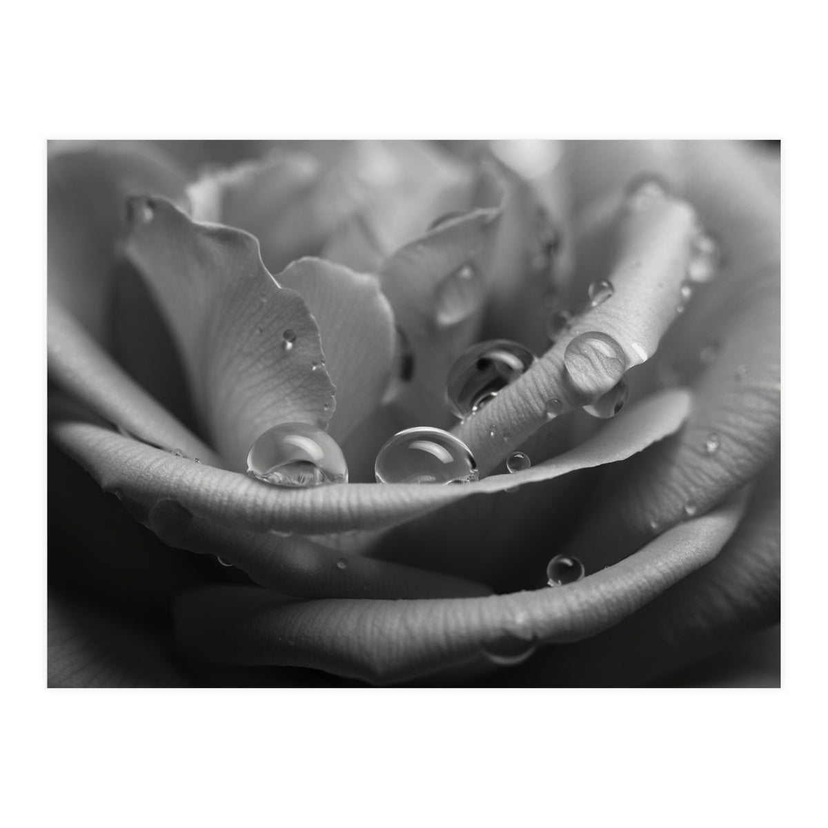 Ethereal Monochromatic Rose Petal Macro (Print Only)