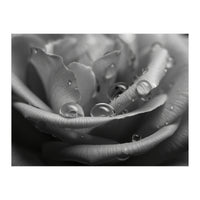 Ethereal Monochromatic Rose Petal Macro (Print Only)